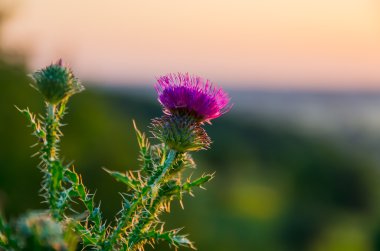 Pembe thistle çiçek 