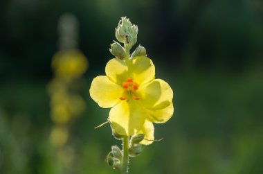 Sarı kır çiçeği Verbascum Nigrum