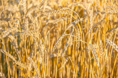 Olgun altın buğday