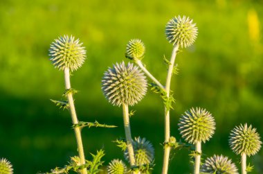 Devedikeni çiçek açmış.