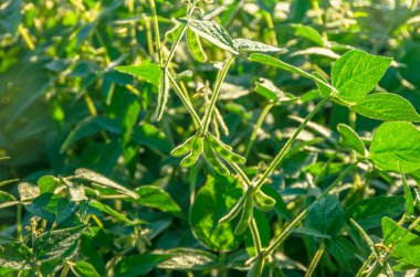 Yeşil soya fasulyesi güneşli bir günde büyüyen