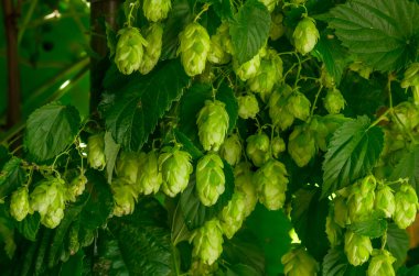 Green growing hops clipart