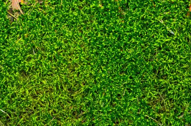 Sabah çam ormanları güzel yeşil yosun