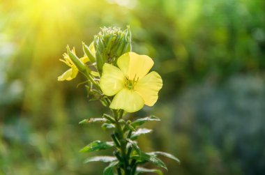 Sarı kır çiçeği Verbascum Nigrum