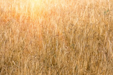 Olgun altın buğday