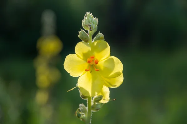 Flor silvestre amarilla Verbascum Nigrum — Foto de Stock