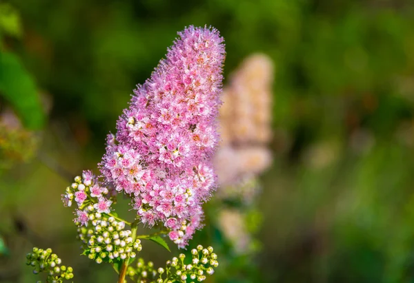 Fluffy pink flower — Stock Photo, Image