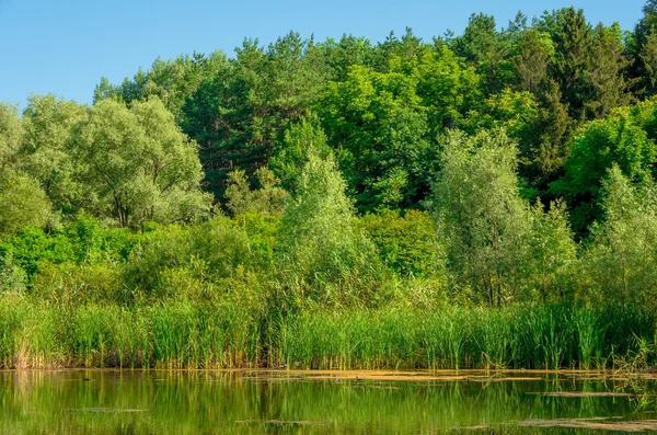 Forest on the banks river — Stock Photo, Image