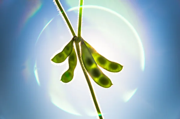 Gröna bönor mot solen — Stockfoto