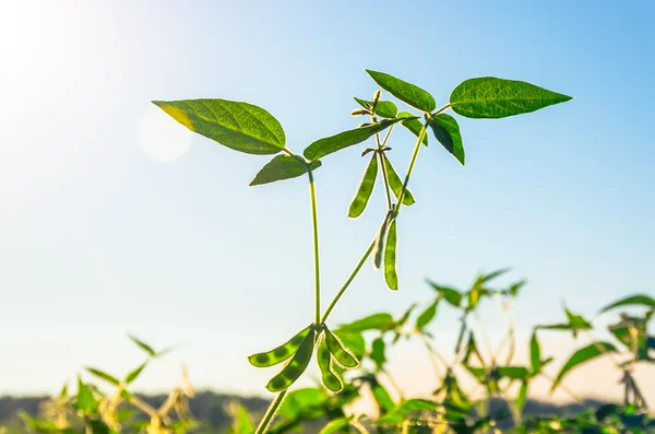 Green growing soybeans — Stock Photo, Image