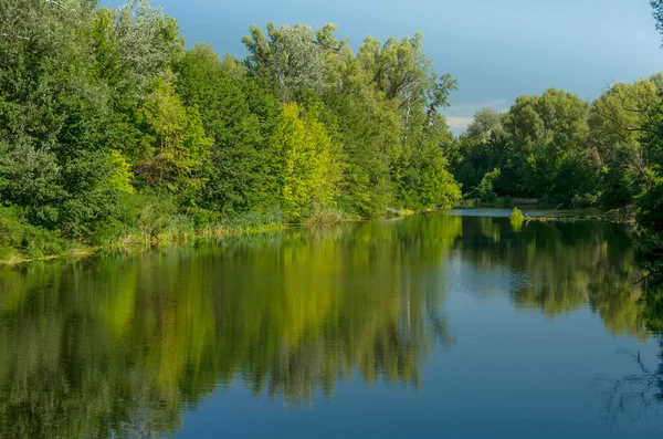 Forest Banks River Spring Summer — Stock Photo, Image