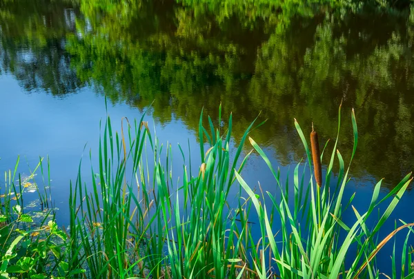 Cañas verdes en el río —  Fotos de Stock