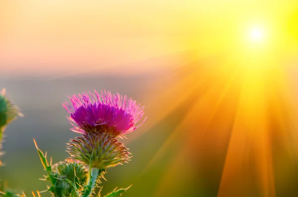 Pembe thistle çiçek — Stok fotoğraf