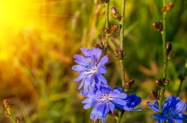 Blaue Blüten von Chicorée — Stockfoto