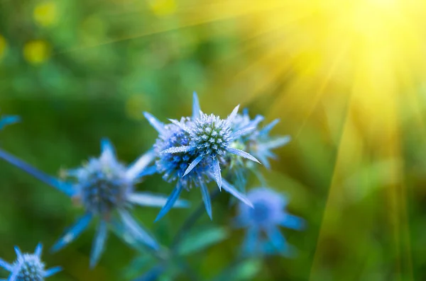 Blaue wilde Dornen — Stockfoto