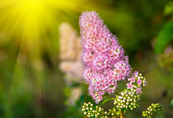 Пухнасті рожева квітка — стокове фото