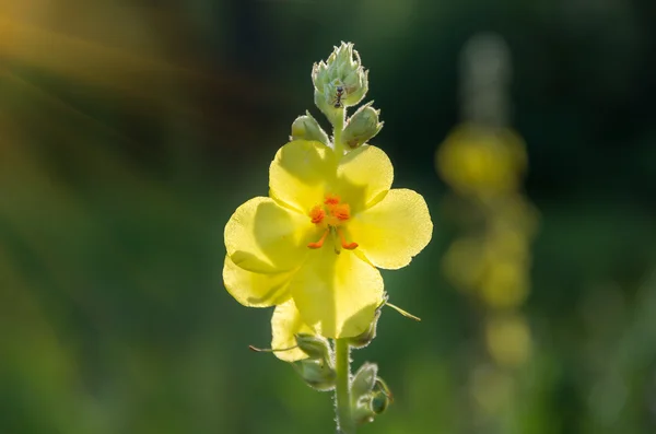 Żółty kwiat dzikiego Dziewanna pospolita — Zdjęcie stockowe