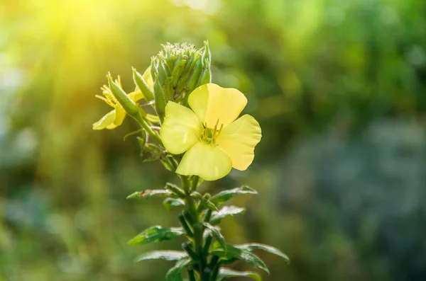 야생 꽃 Verbascum Nigrum 옐로우 — 스톡 사진