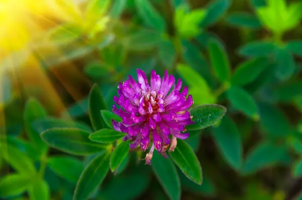 Pembe yonca çiçek — Stok fotoğraf