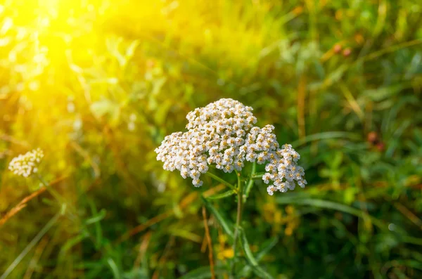Çiçekli civanperçemi Achillea millefolium