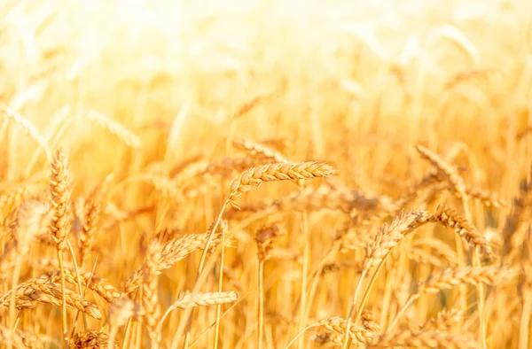 Zralé zlatá pšenice — Stock fotografie