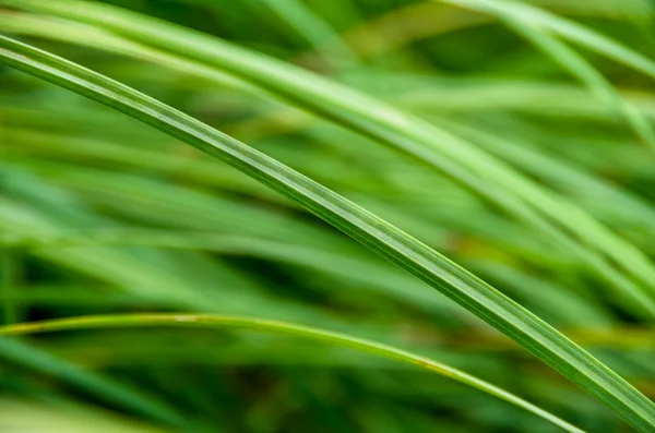 Roseaux verts dans le marais — Photo