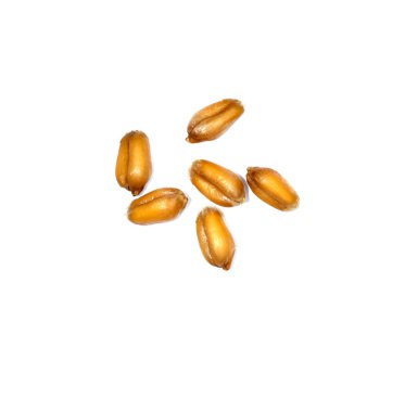 Organik buğday taneleri arka plan