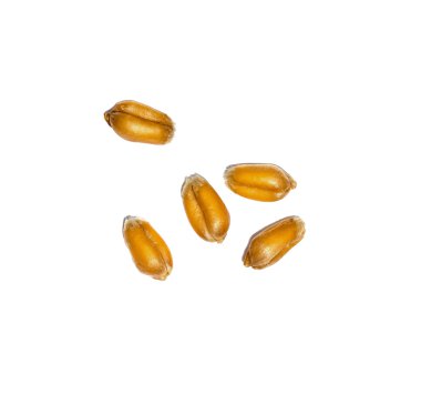 Organik buğday taneleri arka plan