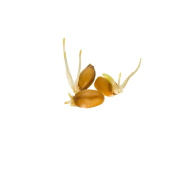 Buğday tohumu izole taneleri