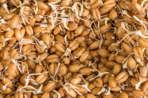 Wheat seeds with sprouts — Stock Photo © geniuslady 1970472