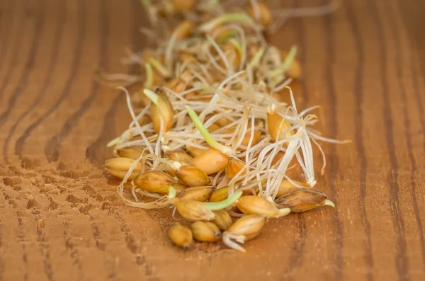 Sprouted wheat grain — Stock Photo, Image