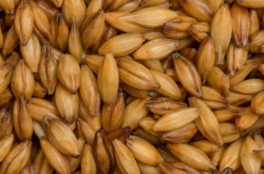 Arpa taneleri kapatın