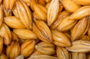 Arpa taneleri kapatın