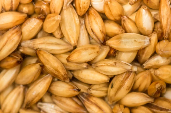 Ячменное зерно близко — стоковое фото