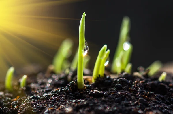 Sprouts of wheat background — Stock Photo, Image