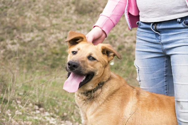 Nastolatek z jej żółty kundel młody pies — Zdjęcie stockowe