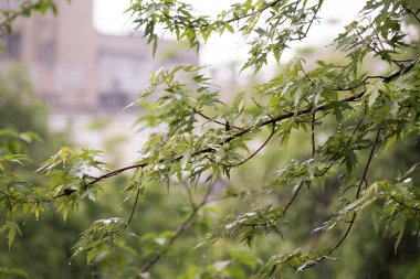 Şube genç ile ağır bahar yağmur sırasında yapraklar.