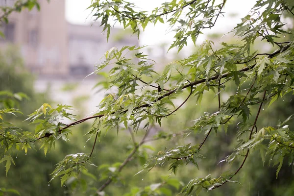 Şube genç ile ağır bahar yağmur sırasında yapraklar.