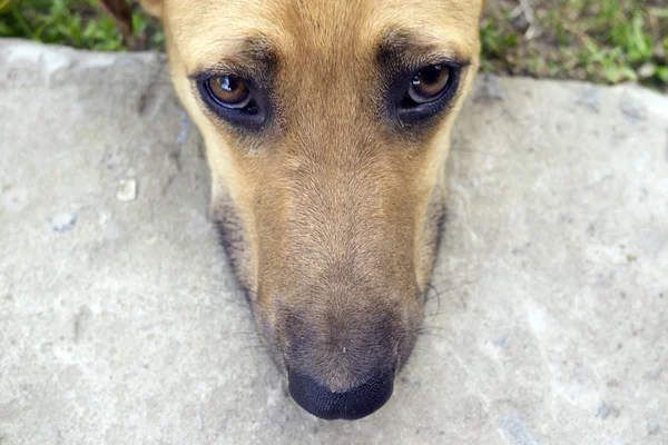 Museau de jeune chien — Photo