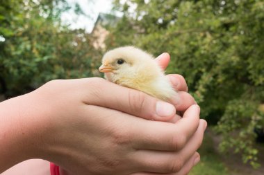 Garden elinde küçük sarı civciv kız tutar
