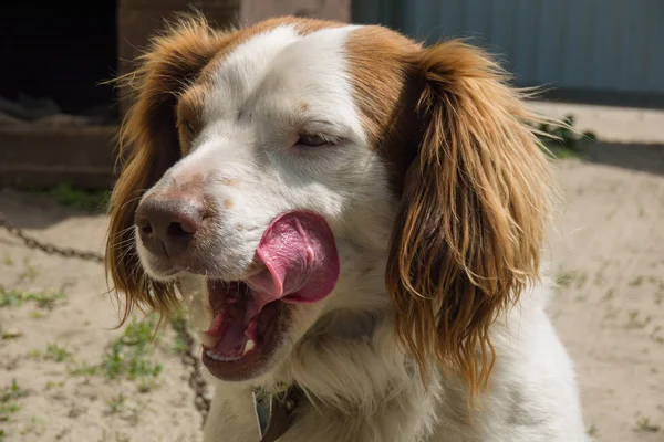 Зевающая собака — стоковое фото