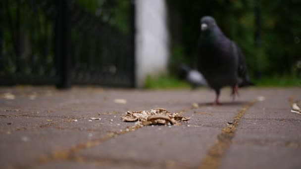 Duva äter mat på marken — Stockvideo