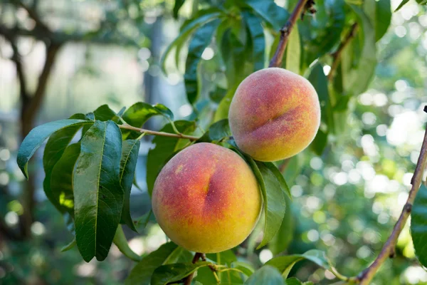 Sweet peach fruits ripen on a peach tree branch — Stock Photo, Image