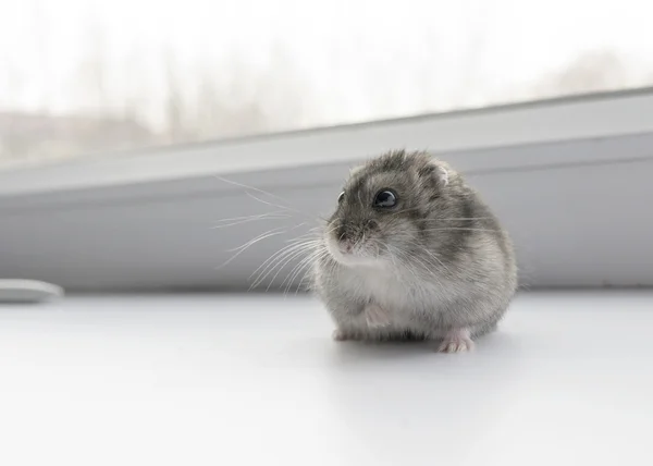 Pequeno hamster anão — Fotografia de Stock