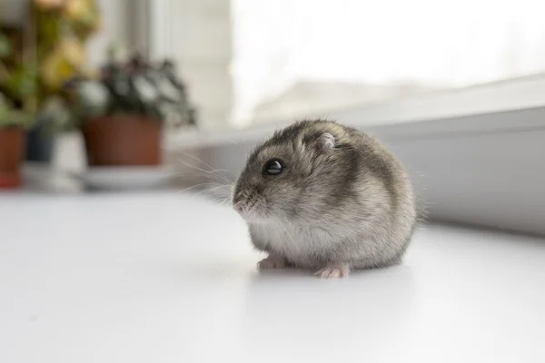 Pencerenin yakınındaki küçük cüce hamster — Stok fotoğraf