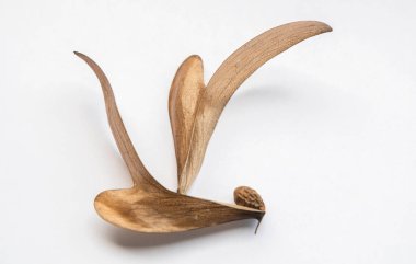 Beyaz bir arka planda kahverengi kuru arazi tabanı. Dipterocarpus alatus 'un yaratıcı doğasında yuvarlak kahverengi bir tohum vardır.