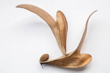 Beyaz bir arka planda kahverengi kuru arazi tabanı. Dipterocarpus alatus 'un yaratıcı doğasında yuvarlak kahverengi bir tohum vardır.