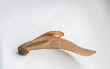 Beyaz bir arka planda kahverengi kuru arazi tabanı. Dipterocarpus alatus 'un yaratıcı doğasında yuvarlak kahverengi bir tohum vardır.