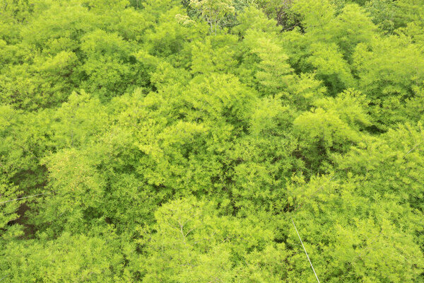 The picture from the top view of leaf green bamboo is the background from nature, seamless leaf bamboo pattern.