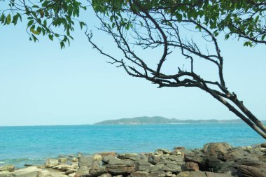 Sahildeki bulanık kayalar kuru ağaçlar ve dallardır. Arka plan olarak mavi su, ada ve gökyüzü var. Doğa yolculuğu konsepti